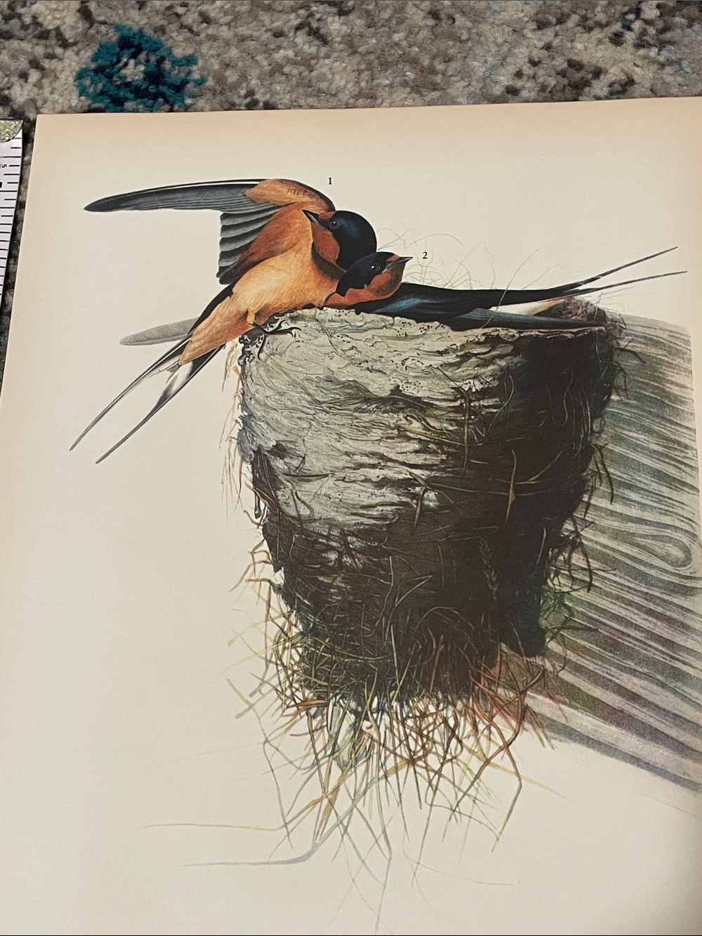 🖤5/$25 vintage barn swallow bird nest print - Picture 6 of 6